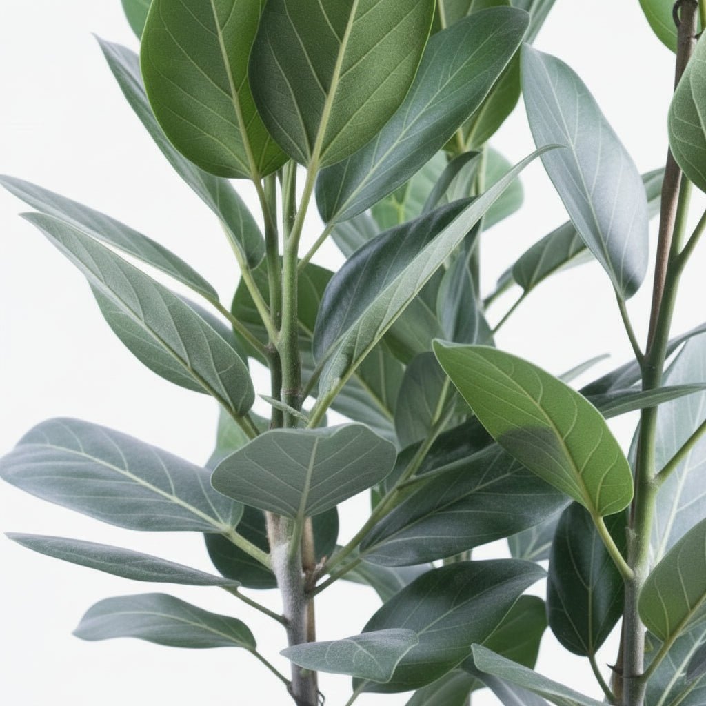 Ficus Audrey – 3 tiges – Ø27 cm – H105 cm - Verdeia