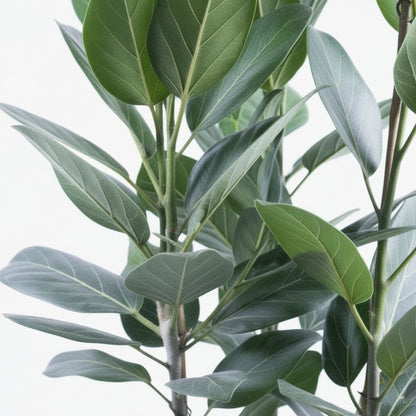 Ficus Audrey – 3 tiges – Ø27 cm – H105 cm - Verdeia