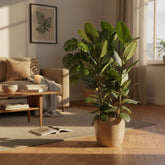 Ficus Audrey – 3 tiges – Ø27 cm – H105 cm - Verdeia