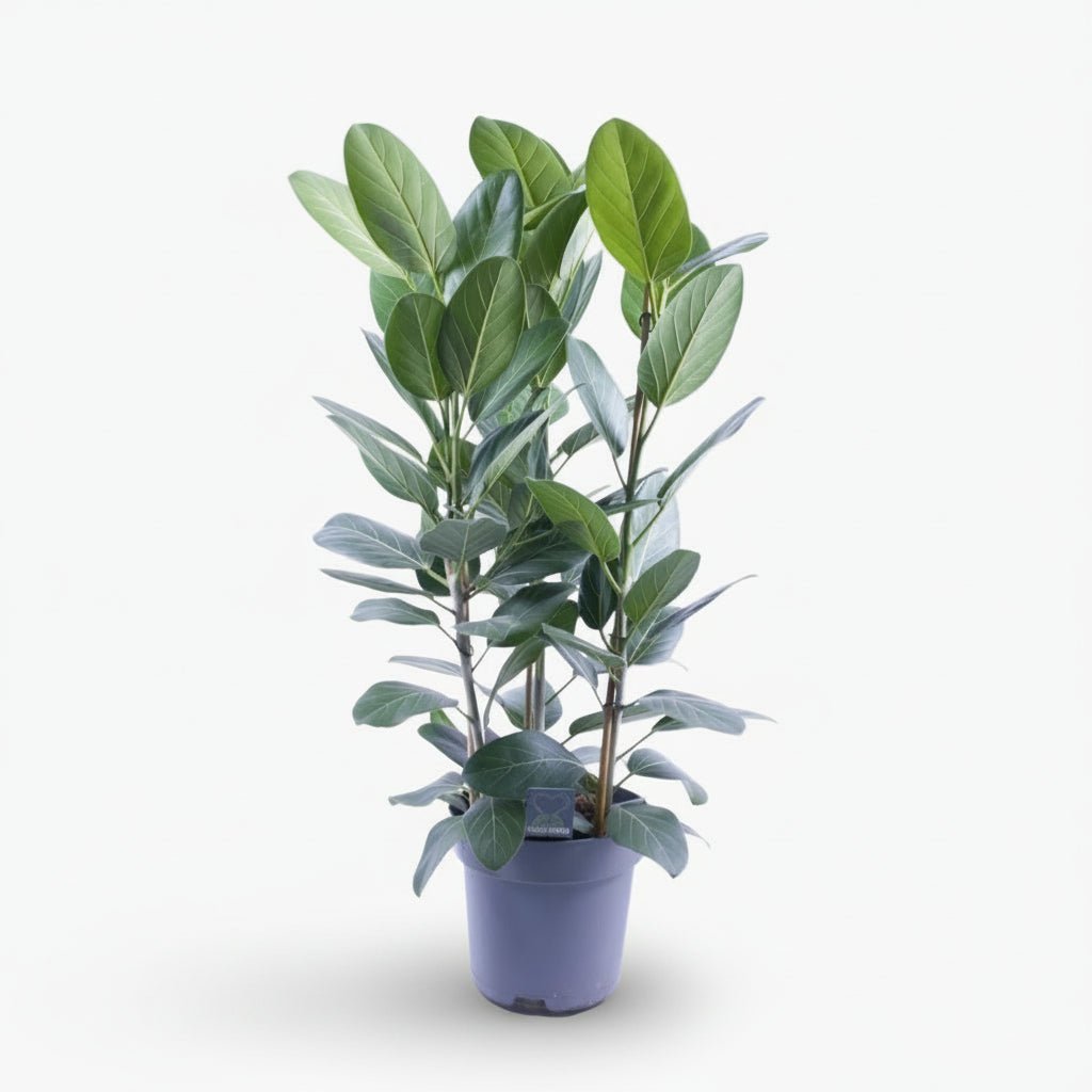 Ficus Audrey – 3 tiges – Ø27 cm – H105 cm - Verdeia