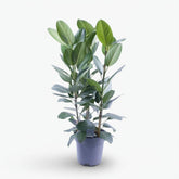 Ficus Audrey – 3 tiges – Ø27 cm – H105 cm - Verdeia
