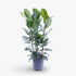 Ficus Audrey – 3 tiges – Ø27 cm – H105 cm - Verdeia