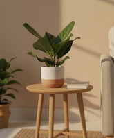 Ficus Bengalensis – Ø12 cm – H25 cm - Verdeia