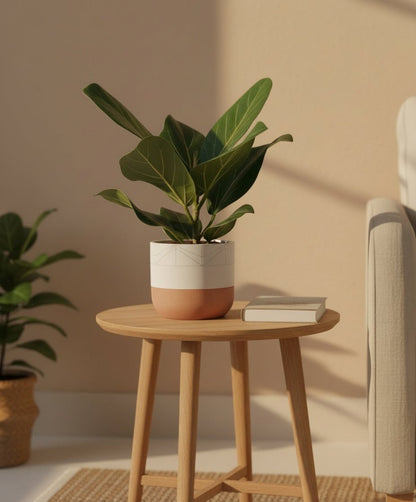 Ficus Bengalensis – Ø12 cm – H25 cm - Verdeia