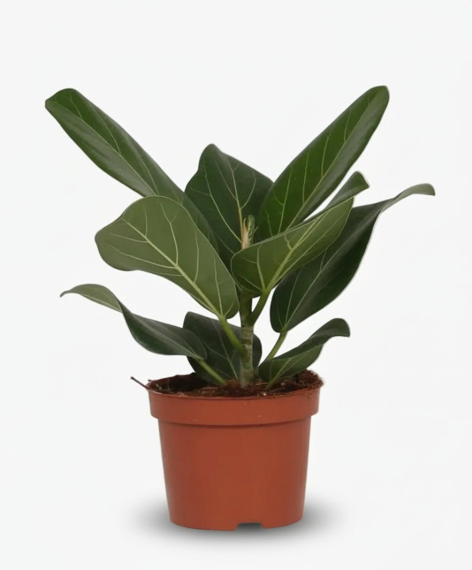Ficus Bengalensis – Ø12 cm – H25 cm - Verdeia