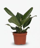 Ficus Bengalensis – Ø12 cm – H25 cm - Verdeia