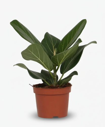 Ficus Bengalensis – Ø12 cm – H25 cm - Verdeia