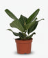 Ficus Bengalensis – Ø12 cm – H25 cm - Verdeia