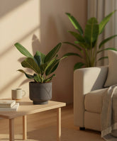 Ficus Bengalensis – Ø12 cm – H25 cm - Verdeia