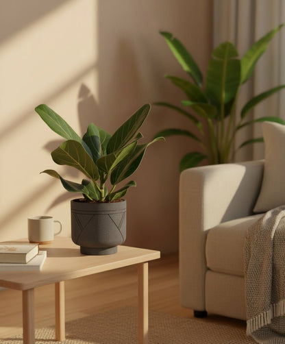 Ficus Bengalensis – Ø12 cm – H25 cm - Verdeia