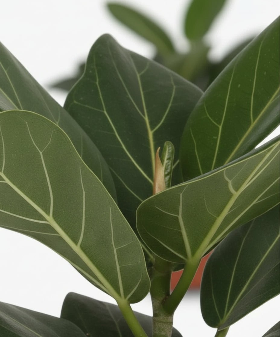 Ficus Bengalensis – Ø12 cm – H25 cm - Verdeia