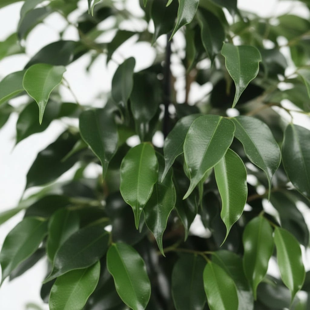 Ficus Benjamina Danielle — Ø21 cm — H95 cm - Verdeia