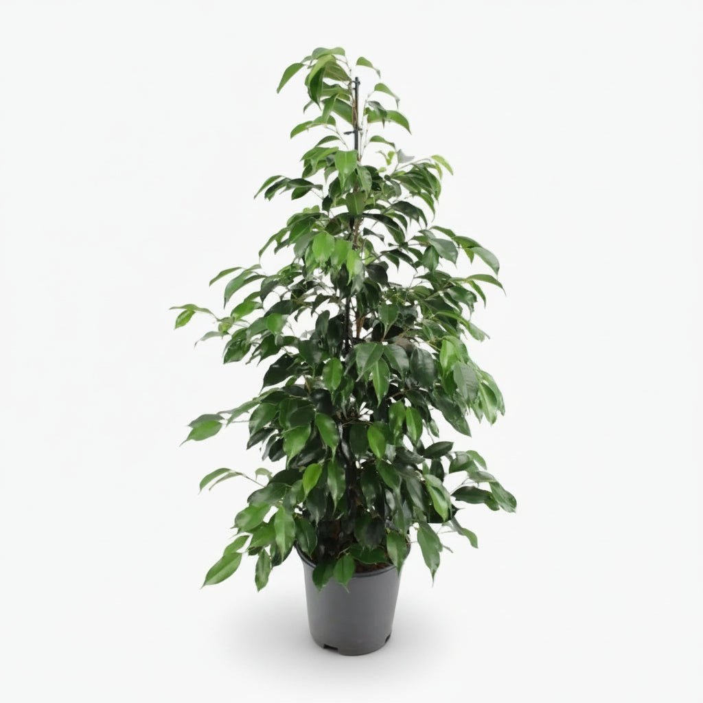 Ficus Benjamina Danielle — Ø21 cm — H95 cm - Verdeia