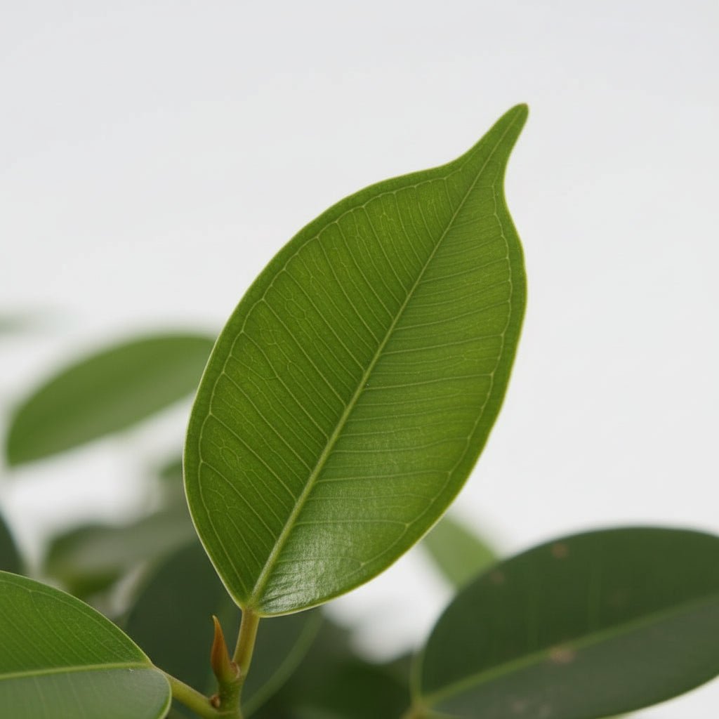 Ficus Benjamina Exotica – Ø27 cm – H120 cm - Verdeia