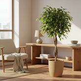 Ficus Benjamina Exotica – Ø27 cm – H120 cm - Verdeia