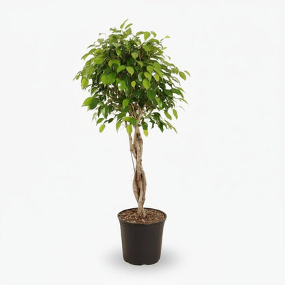 Ficus Benjamina Exotica – Ø27 cm – H120 cm - Verdeia