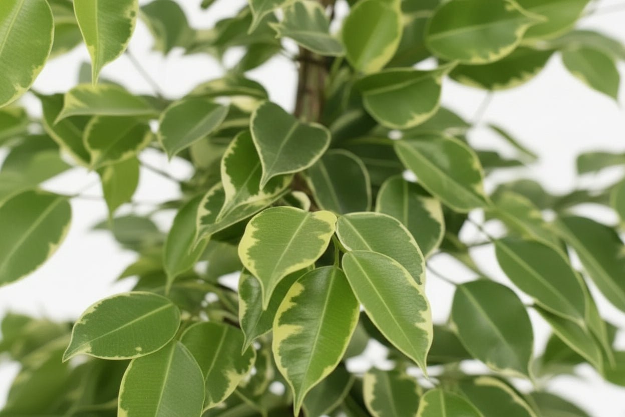 Ficus Benjamina Goldenking – Ø21 cm – H95 cm - Verdeia