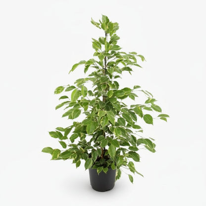Ficus Benjamina Goldenking – Ø21 cm – H95 cm - Verdeia