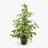 Ficus Benjamina Goldenking – Ø21 cm – H95 cm - Verdeia
