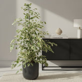 Ficus Benjamina Twilight – Ø21 cm – H95 cm - Verdeia