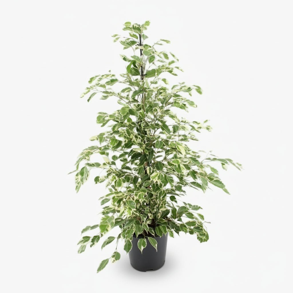 Ficus Benjamina Twilight – Ø21 cm – H95 cm - Verdeia