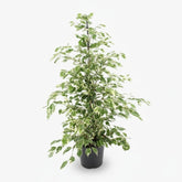 Ficus Benjamina Twilight – Ø21 cm – H95 cm - Verdeia