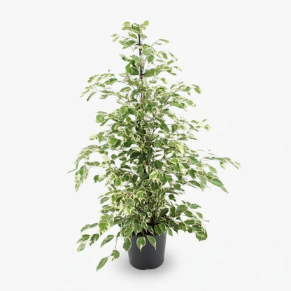 Ficus Benjamina Twilight – Ø21 cm – H95 cm - Verdeia