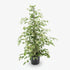 Ficus Benjamina Twilight – Ø21 cm – H95 cm - Verdeia