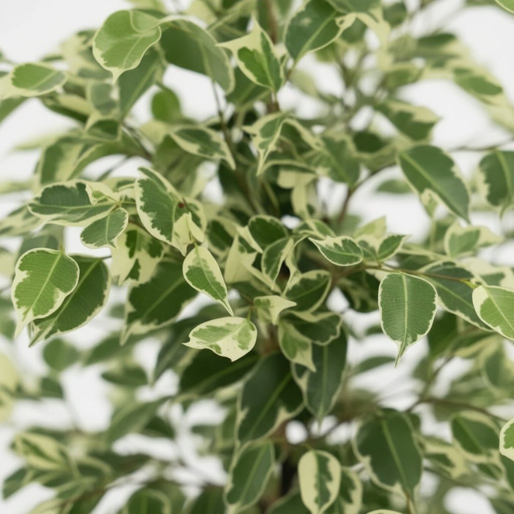 Ficus Benjamina Twilight – Ø21 cm – H95 cm - Verdeia