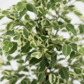 Ficus Benjamina Twilight – Ø21 cm – H95 cm - Verdeia