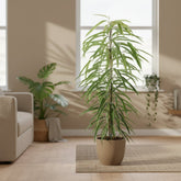 Ficus Binnendijkii Alii – Ø21 cm – H80 cm - Verdeia