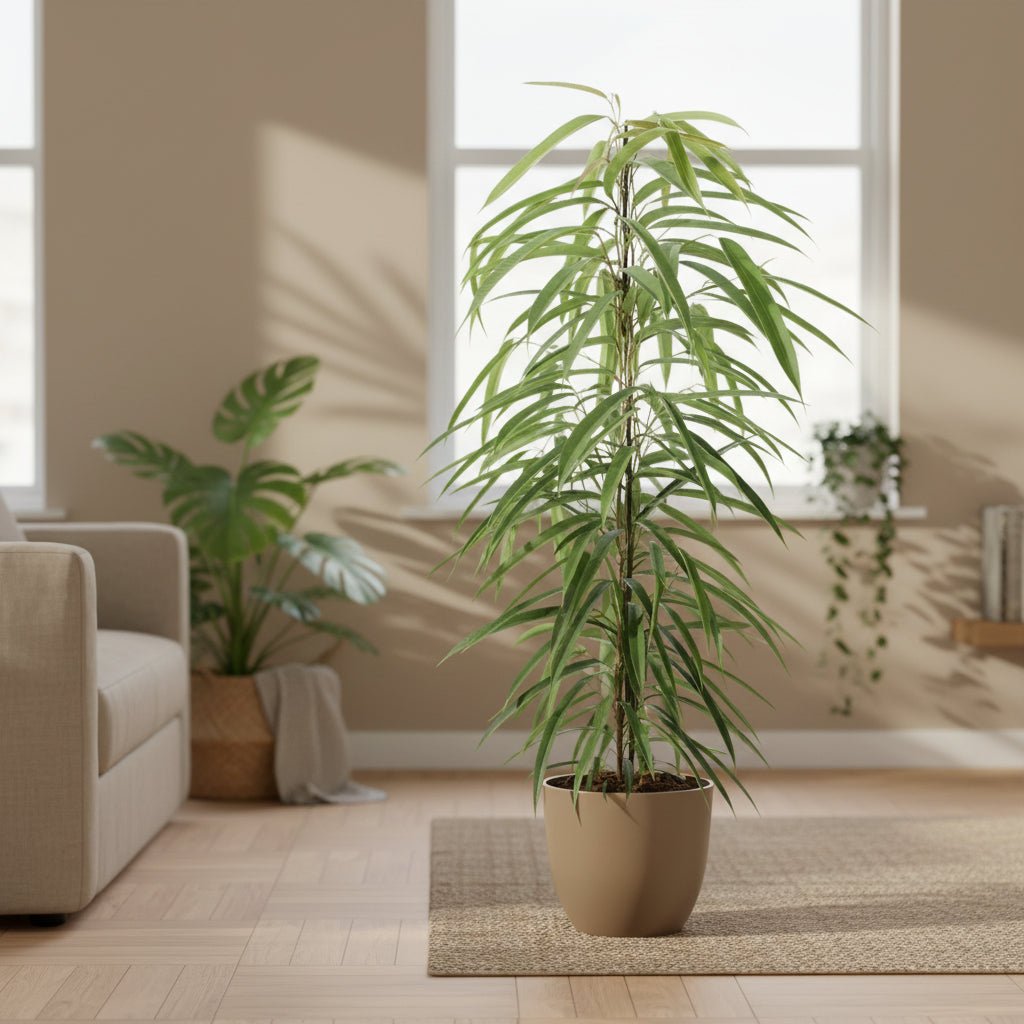 Ficus Binnendijkii Alii – Ø21 cm – H80 cm - Verdeia