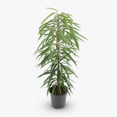 Ficus Binnendijkii Alii – Ø21 cm – H80 cm - Verdeia