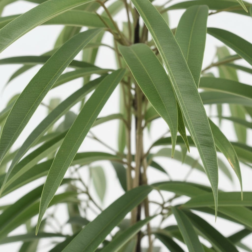 Ficus Binnendijkii Alii – Ø21 cm – H80 cm - Verdeia