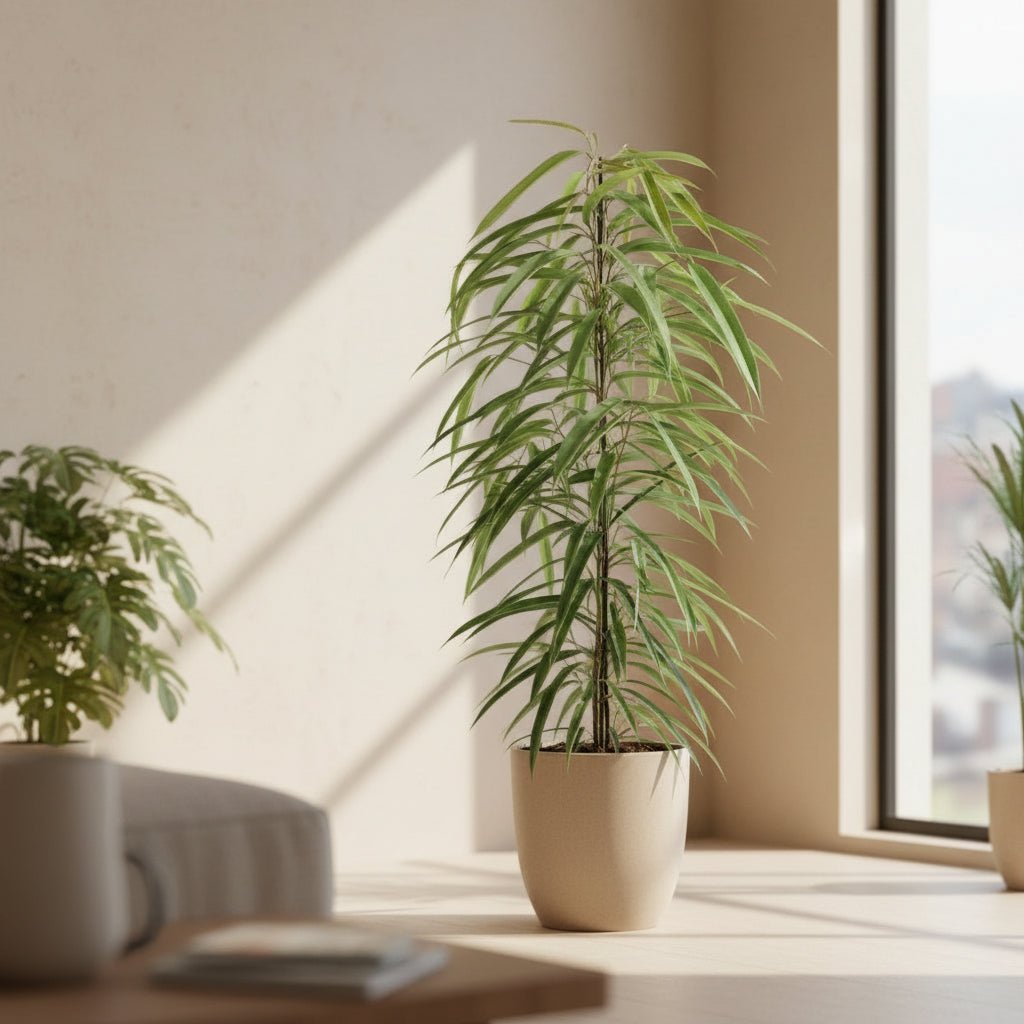 Ficus Binnendijkii Alii – Ø21 cm – H80 cm - Verdeia