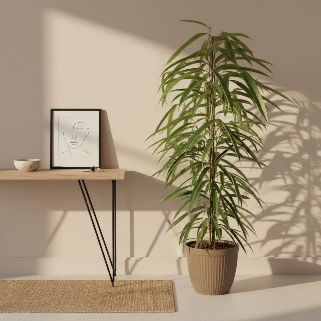 Ficus Binnendijkii Alii – Ø21 cm – H80 cm - Verdeia