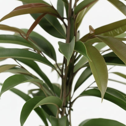 Ficus Binnendijkii Amstel King – Ø17 cm – H70 cm - Verdeia