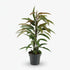 Ficus Binnendijkii Amstel King – Ø17 cm – H70 cm - Verdeia
