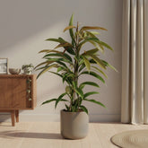 Ficus Binnendijkii Amstel King – Ø17 cm – H70 cm - Verdeia