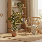 Ficus Binnendijkii Amstel King – Ø17 cm – H70 cm - Verdeia