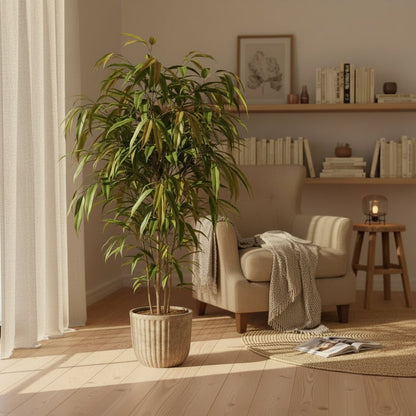 Ficus Binnendijkii Amstel King – Ø17 cm – H70 cm - Verdeia