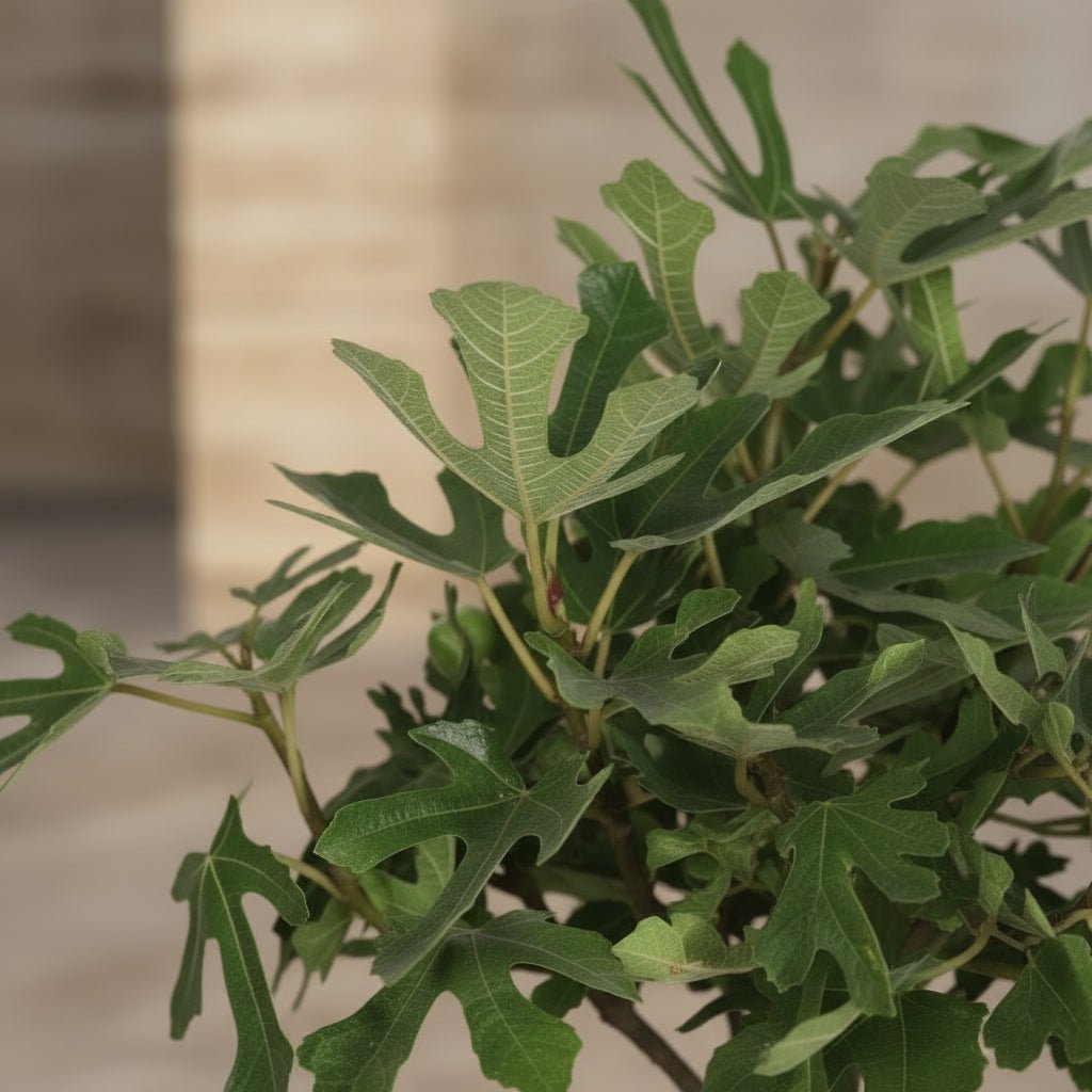 Ficus carica ‘Little Miss Figgy’ Bio - Figuier nain - 23 x 50 cm - Verdeia