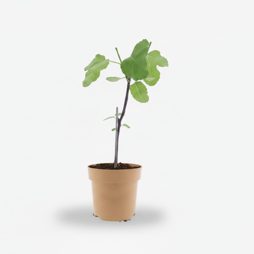 Ficus carica &