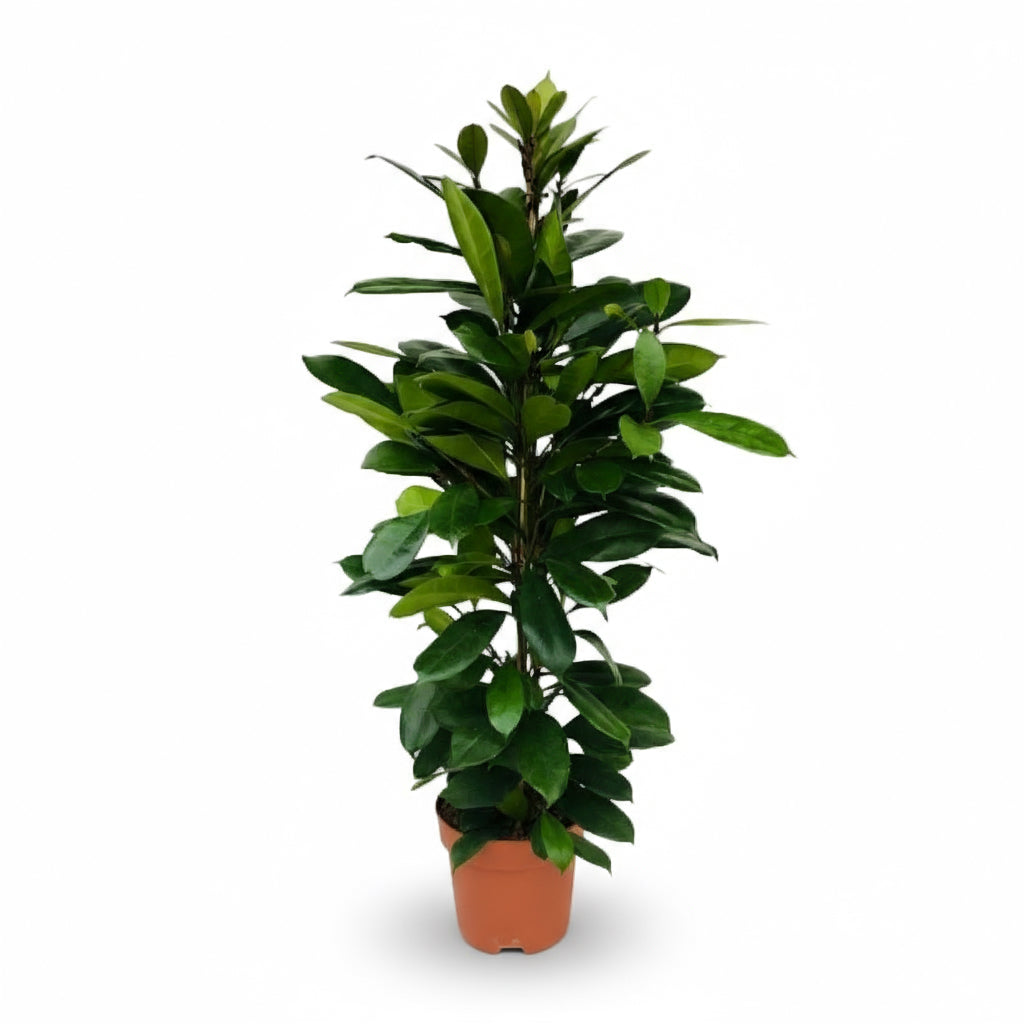 Ficus cyathistipula – Figuier africain d’intérieur - Verdeia