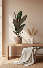 Ficus Elastica Abidjan - 17 x 60 cm - Verdeia