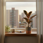 Ficus Elastica Belize – Caoutchouc panaché - Verdeia