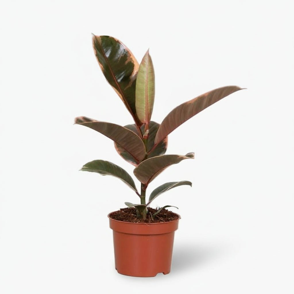 Ficus Elastica Belize – Caoutchouc panaché - Verdeia