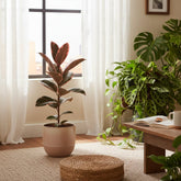 Ficus Elastica Belize – Caoutchouc panaché - Verdeia