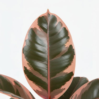 Ficus Elastica Belize – Caoutchouc panaché - Verdeia