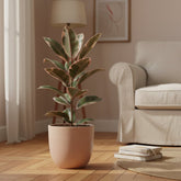 Ficus Elastica Belize – Caoutchouc panaché - Verdeia